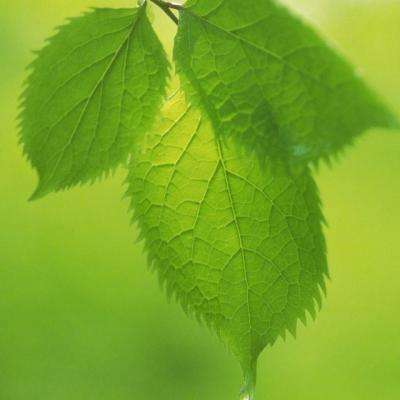 49图库资料免费大全资料澳门下载手机版