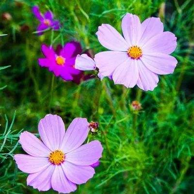 米乐·M6下载手机版