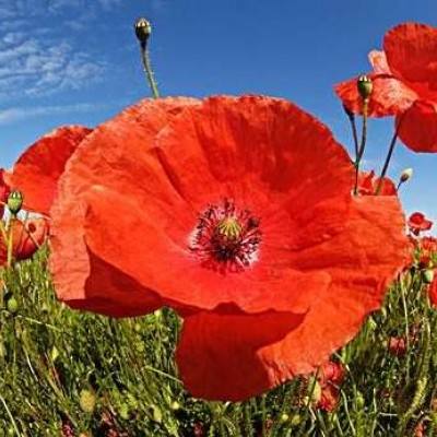 澳门4949资料免费大全app下载