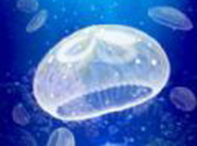 治愈养成水母