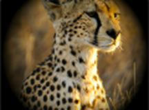 猎豹模拟野外生存