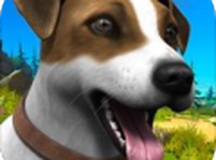 动物护理狗收容所 3D